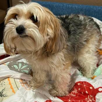 Charlie Brown -  Havanese and Yorkshire Terrier Dog Available for Adoption in Loves Park, Illinois - Charlie Brown | PetCurious