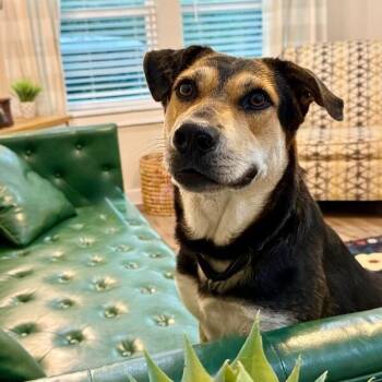 Pancake Chatterbox Cutie -  German Shepherd Dog and Husky Dog for Adoption in Friendswood, Texas - Pancake Chatterbox Cutie | PetCurious