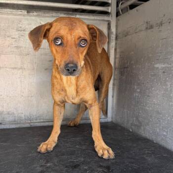 Oscar Mayer -  Terrier Dog for Adoption in Edinburg, Texas - Oscar Mayer | PetCurious