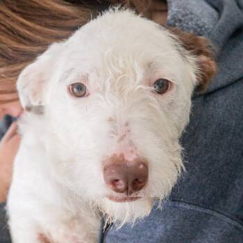 Mixed Breed Dogs Available for Adoption in Kennebunk, Maine - Moose | PetCurious