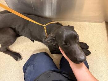 ASH -  Great Dane Dog for Adoption in Riverside, California - ASH | PetCurious