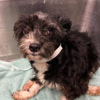 Judy -  Schnauzer and Mixed Breed Dog for Adoption in Birmingham, Alabama - Judy | PetCurious