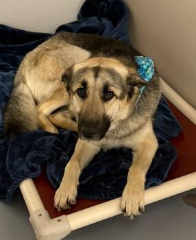 Shepherd Dogs Available for Adoption in St. George, Utah - Luke | PetCurious