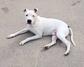 Rescue Pit Bull Terrier Dogs for Adoption in Zimmerman, Minnesota - Gilly | PetCurious