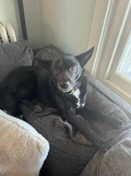 Floki (fka Simun) -  Terrier Dog for Adoption in Pottstown, Pennsylvania - Floki (fka Simun) | PetCurious