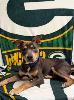 Scooter the happy playful pup -  American Staffordshire Terrier and American Bulldog Dog for Adoption in Muskego, Wisconsin - Scooter The Happy Playful Pup | PetCurious