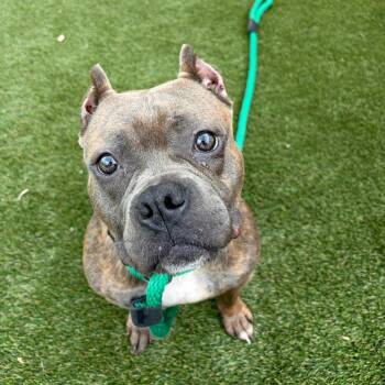 Buttercup -  Mixed Breed Dog for Adoption in Philadelphia, Pennsylvania - Buttercup | PetCurious