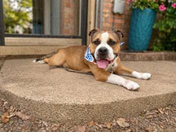 Bulldog and American Bully Dogs Available for Adoption in Friendswood, Texas - Barney Beefcake Bliss | PetCurious