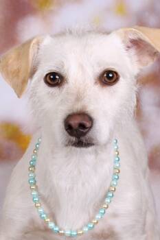 Rescue Terrier and Shepherd Dogs for Adoption in Gilbert, Arizona - Chilly | PetCurious