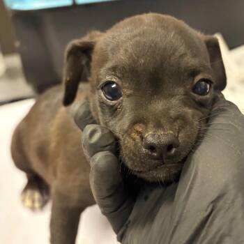 Nightshade -  Pug and Mixed Breed Dog for Adoption in Yuma, Arizona - Nightshade | PetCurious
