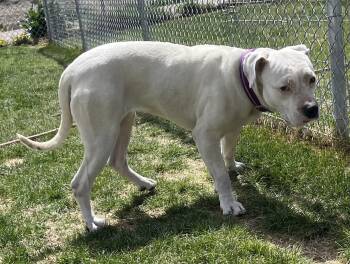 American Bulldog and Pit Bull Terrier Dogs Available for Adoption - 60784858 | PetCurious