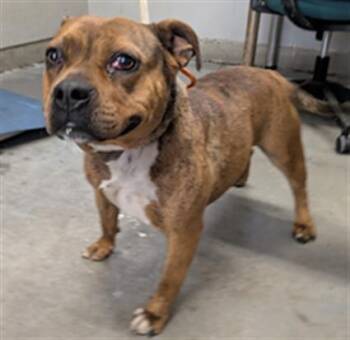 Pit Bull Terrier and Boxer Dogs Available for Adoption - DOLLY PARTON | PetCurious