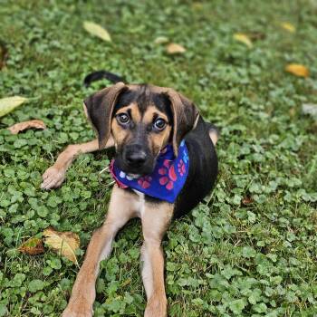 Finn -  Beagle Dog for Adoption in Churchville, New York - Finn | PetCurious