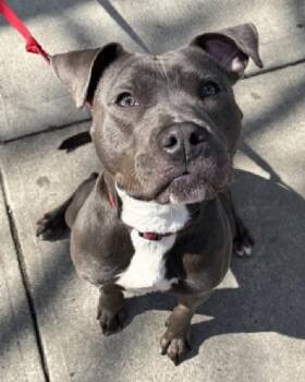 Mixed Breed Dogs Available for Adoption in New York, New York - Bubbles | PetCurious