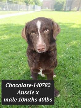 Australian Shepherd and Retriever Dogs Available for Adoption in New York, New York - Cash | PetCurious