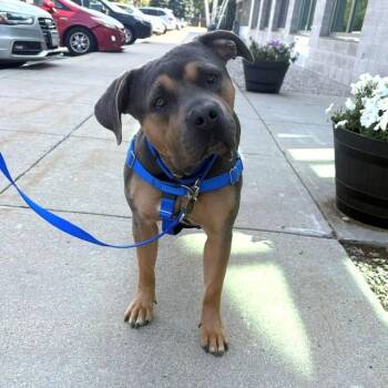 TARA -  Pit Bull Terrier Dog for Adoption in Boston, Massachusetts - TARA | PetCurious