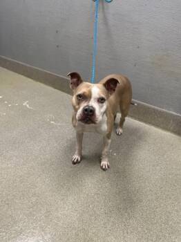 Pit Bull Terrier and Mixed Breed Dogs Available for Adoption in Las Vegas, Nevada - PEACE | PetCurious