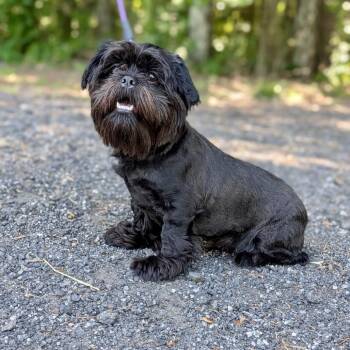 Shih Tzu Dogs Available for Adoption in Tyrone, Georgia - Baby George 05-1316 | PetCurious