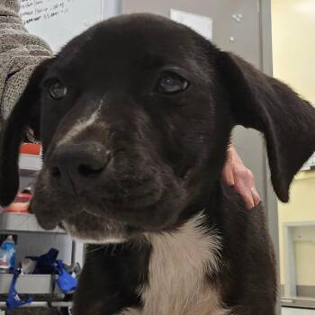 Black Labrador Retriever Dogs Available for Adoption in Madisonville, Tennessee - Jackie | PetCurious