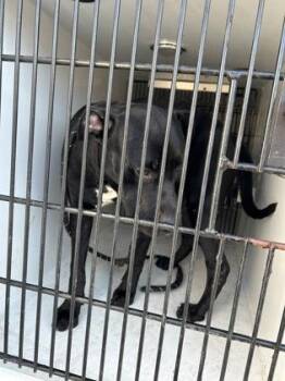 Little Oreo -  Mixed Breed Dog for Adoption in Atlanta, Georgia - Little Oreo | PetCurious