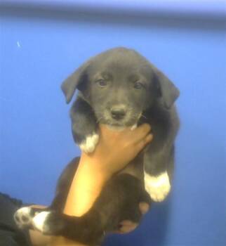 Labrador Retriever and Mixed Breed Dogs Available for Adoption in Albuquerque, New Mexico - ROSALIND FRANKLIN | PetCurious