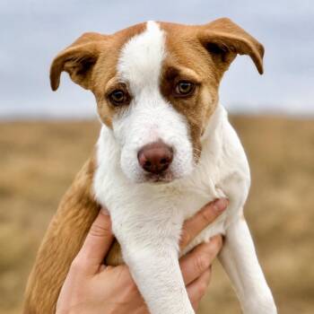 Darcy -  Catahoula Leopard Dog and Mixed Breed Dog for Adoption in Portland, Oregon - Darcy | PetCurious