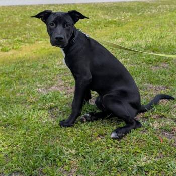 Mixed Breed Dogs Available for Adoption in Port Charlotte, Florida - Storm | PetCurious