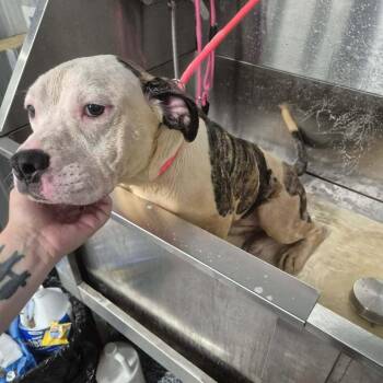 Rogue -  Pit Bull Terrier and Mixed Breed Dog for Adoption in Dover, Arkansas - Rogue | PetCurious