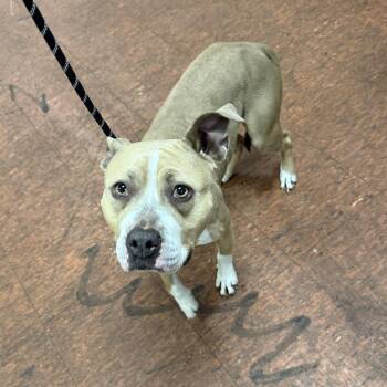 Pit Bull Terrier Dogs Available for Adoption - Owlette | PetCurious