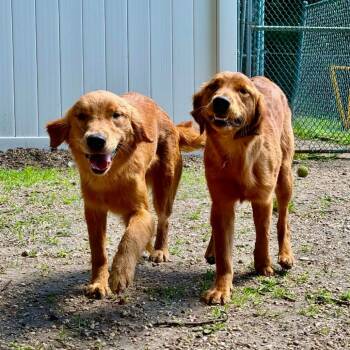 Daphne -  Golden Retriever Dog for Adoption in Newark, New Jersey - Daphne | PetCurious