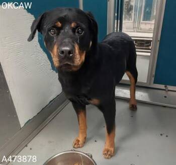 Rottweiler Dogs Available for Adoption in Oklahoma City, Oklahoma - BOSS | PetCurious