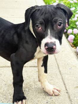 Widget -  Pit Bull Terrier Dog for Adoption in Anderson, Indiana - Widget | PetCurious