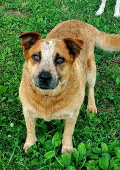 Rescue Australian Cattle Dog Blue Heeler and Shepherd Dogs for Adoption in Maryville, Tennessee - Dottie | PetCurious