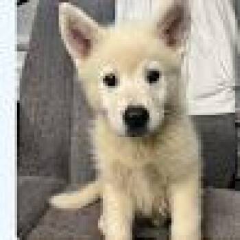 Husky and Mixed Breed Dogs Available for Adoption in North Charleston, South Carolina - Hotty Toddy | PetCurious