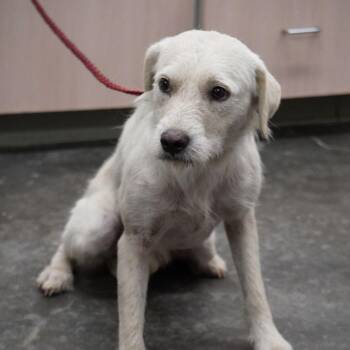 Winston -  Mixed Breed and Terrier Dog for Adoption in Buffalo, Minnesota - Winston | PetCurious