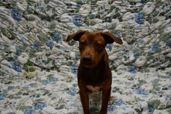 Rescue Mixed Breed Dogs for Adoption in Chickasha, Oklahoma - Cappuccino | PetCurious