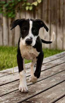 Mars -  German Shorthaired Pointer Dog for Adoption in Harlingen, Texas - Mars | PetCurious