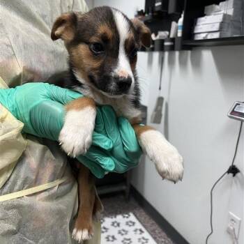 Mixed Breed Dogs Available for Adoption - Honeybee | PetCurious