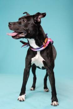 Twyla -  Mixed Breed Dog for Adoption in Atlanta, Georgia - Twyla | PetCurious