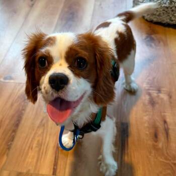 Charlie -  Cavalier King Charles Spaniel Dog for Adoption in Hilton, New York - Charlie | PetCurious