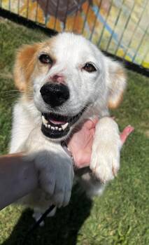 Sally Ann -  Border Collie and Labrador Retriever Dog for Adoption in Lexington, Kentucky - Sally Ann | PetCurious