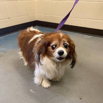 Lenore/BRIDGET -  Mixed Breed Dog for Adoption in Memphis, Tennessee - Lenore/BRIDGET | PetCurious