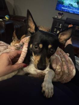 Rescue Chihuahua Dogs for Adoption in Mico, Texas - Carlos | PetCurious