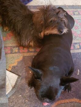 Rescue Yorkshire Terrier and Dachshund Dogs for Adoption in Murphys, California - Bruno | PetCurious