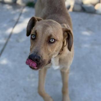 Vizsla and Mixed Breed Dogs Available for Adoption in Fresno, California - Bert | PetCurious