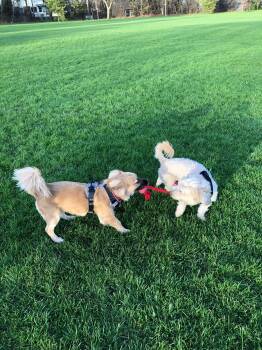 Cavalier King Charles Spaniel and Poodle Dogs Available for Adoption in Erin, Ontario - Snowdrop | PetCurious