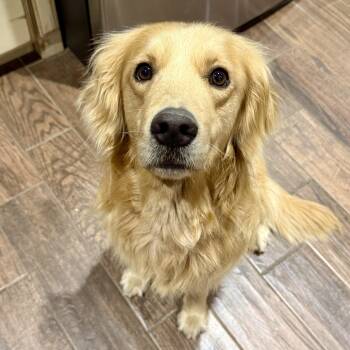 Golden Retriever Dogs Available for Adoption in Murphysboro, Illinois - Dillon | PetCurious
