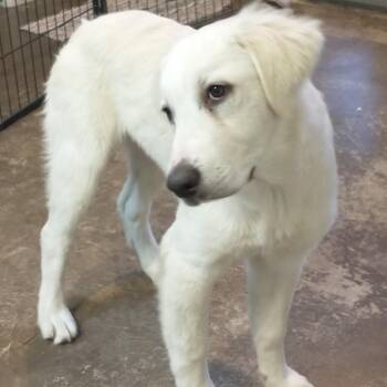 Marshmallow -  Australian Shepherd Dog for Adoption in Newport, Washington - Marshmallow | PetCurious
