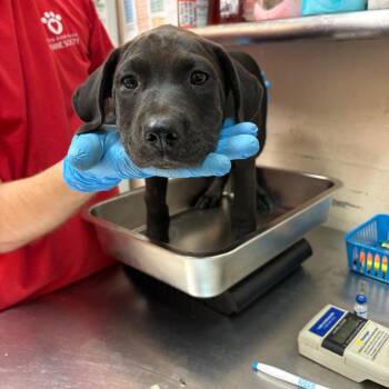 River -  Retriever and Pit Bull Terrier Dog for Adoption in Birmingham, Alabama - River | PetCurious