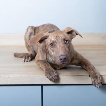 Plott Hound Dogs Available for Adoption - Diamond Lil D68204 | PetCurious